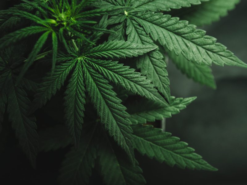 Marijuana,Leaves,,Cannabis,On,A,Dark,Background,,Beautiful,Background,,Indoor